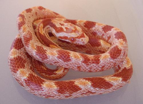 Albino Red Corn "ghost Rider"