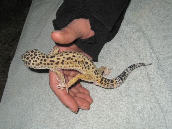 Gecko Rescue