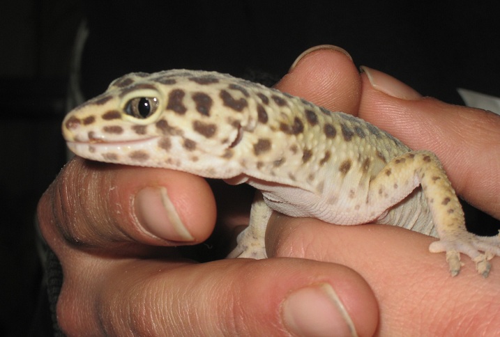 Gecko Rescue