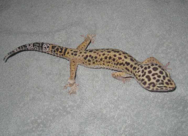 Gecko Rescue