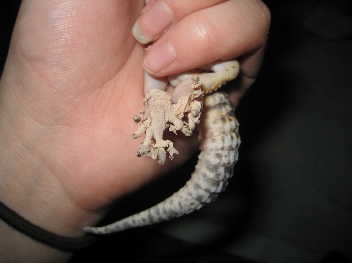 Gecko Rescue