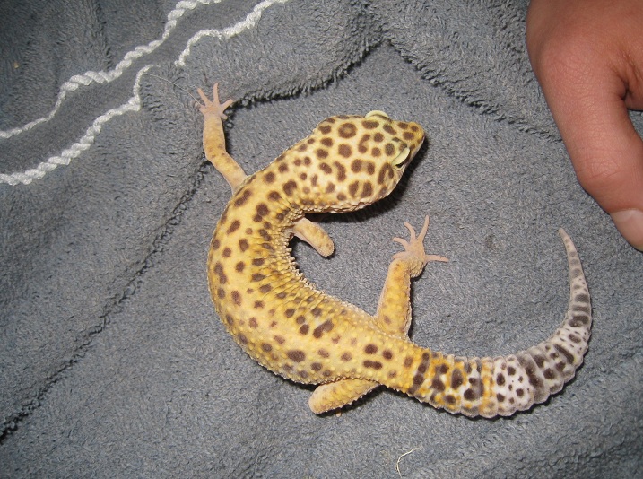 Gecko Rescue