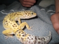 Gecko Rescue