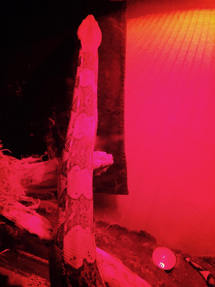 Stretch & limbo