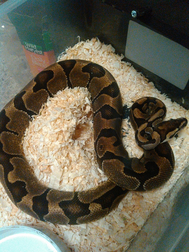enchi