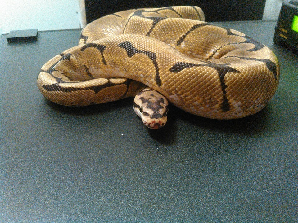 spiderfrontal