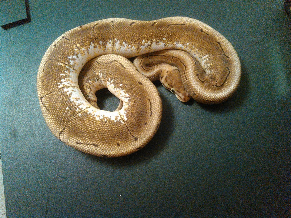 spinnertop