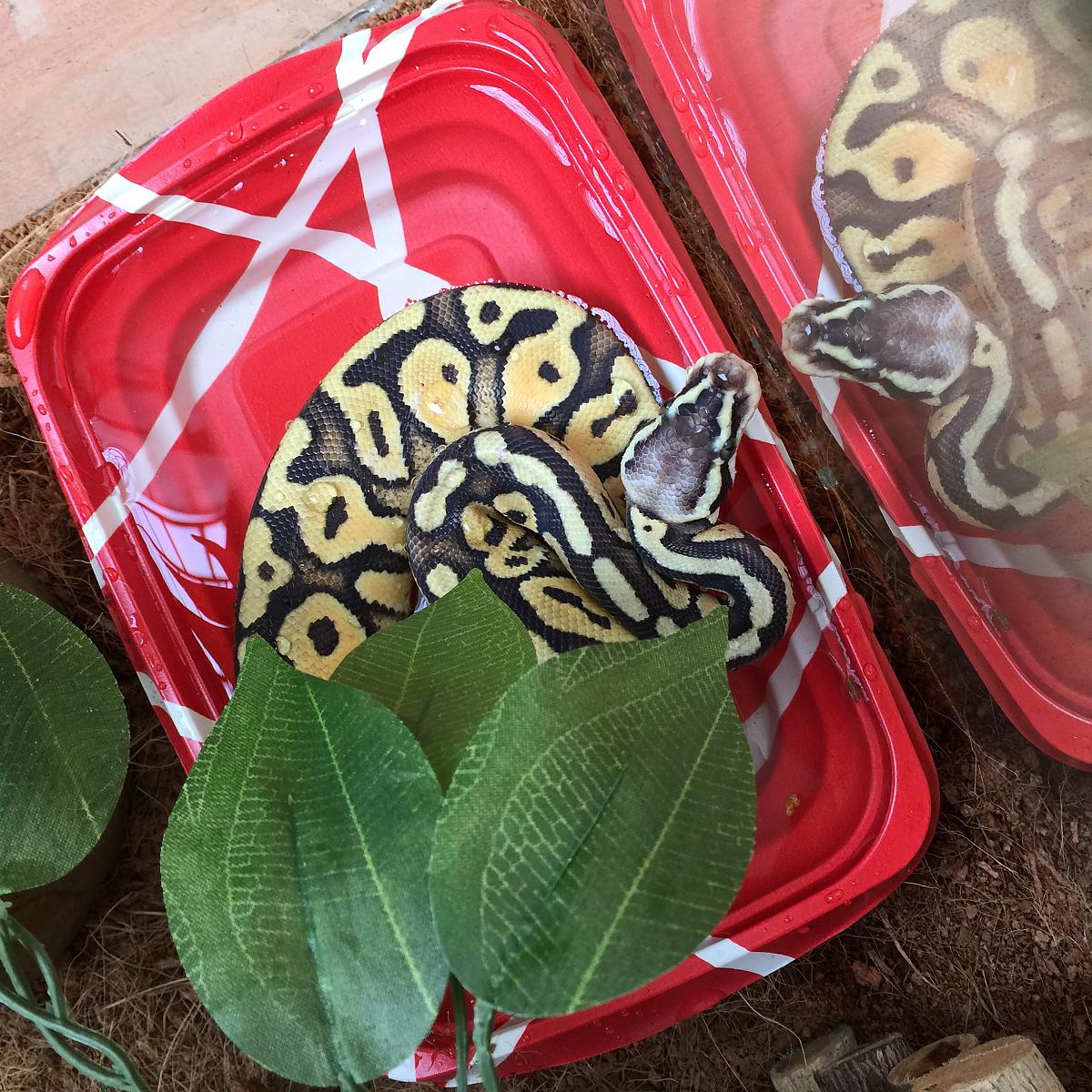 My first BP