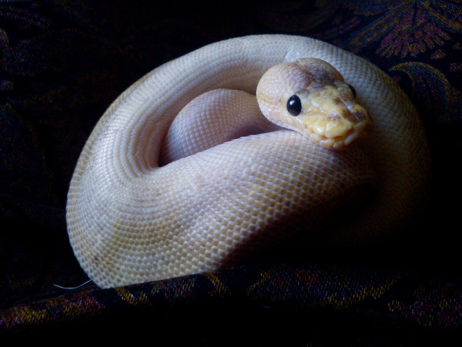 Opal the Pastel Champagne