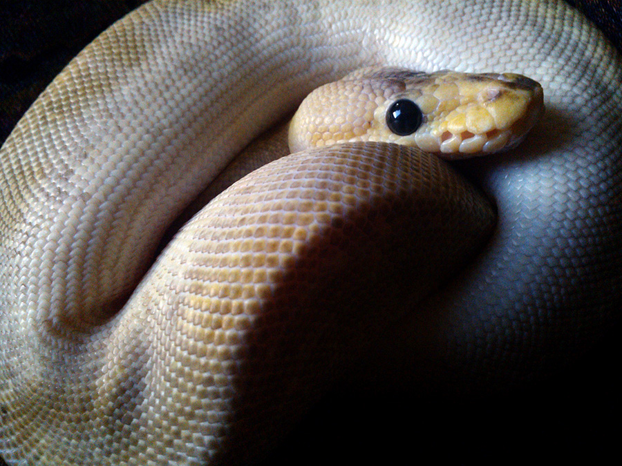Opal the Pastel Champagne