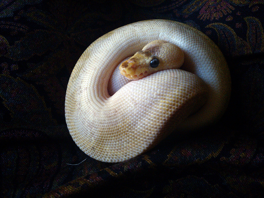Opal the Pastel Champagne
