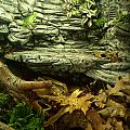 Opal's Vivarium