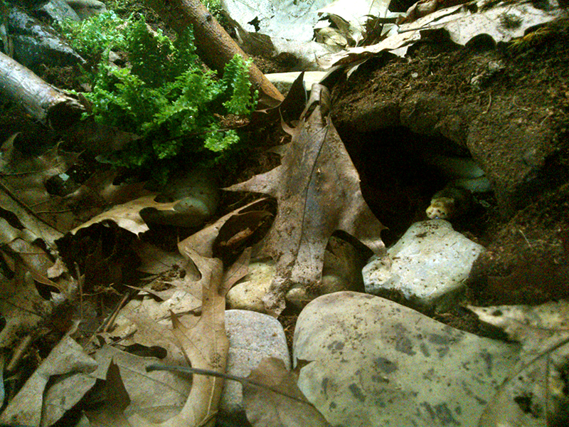 Opal's Vivarium