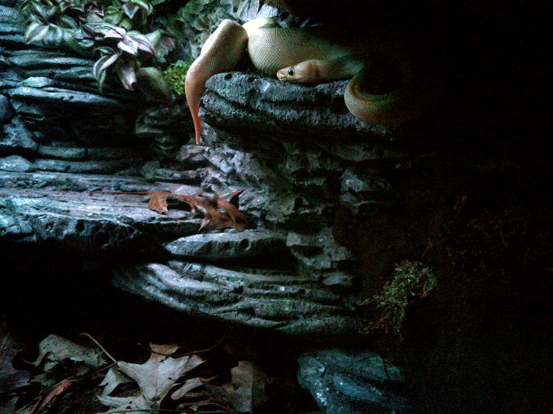 Opal's Vivarium