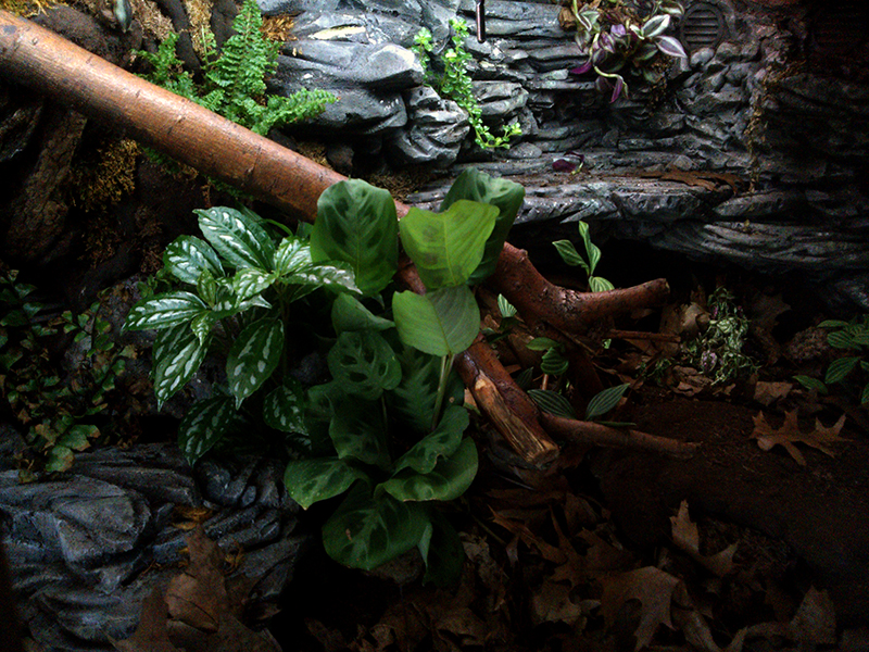 Opal's Vivarium
