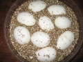 Ball Python Eggs