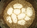 Ball Python Eggs