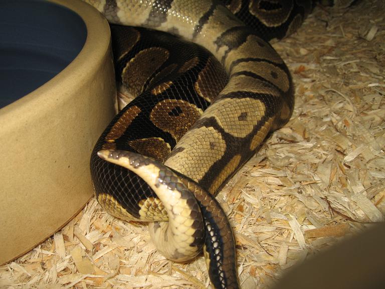 Het Ghost Breeding 2008