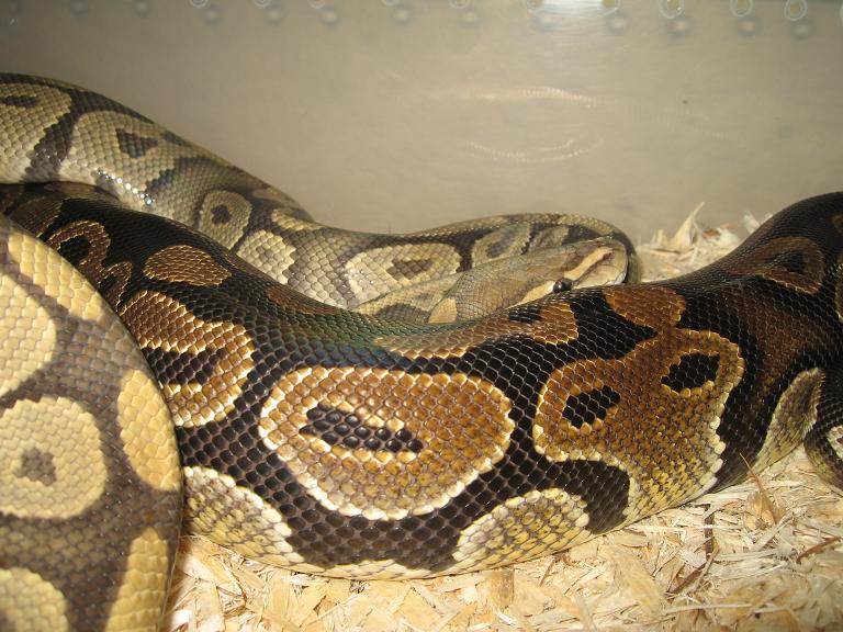 Het Ghost Breeding 08