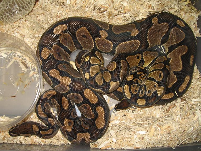 100%het Pied Male To Poss Het Female