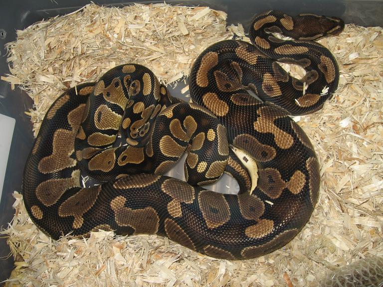 100%het Pied Male To Poss Het Female