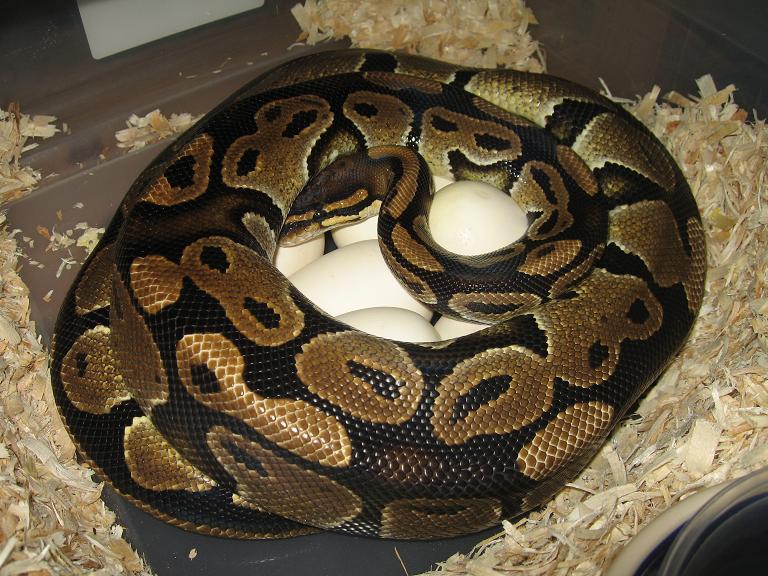 Het Ghost Breeding 2008