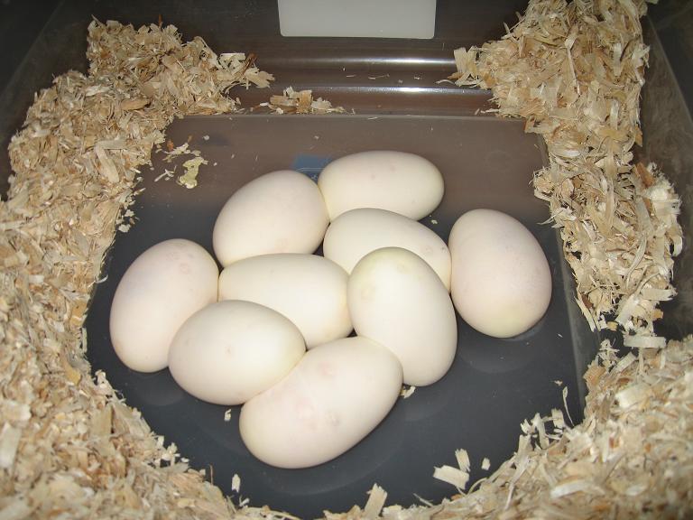 Het Ghost Breeding 08