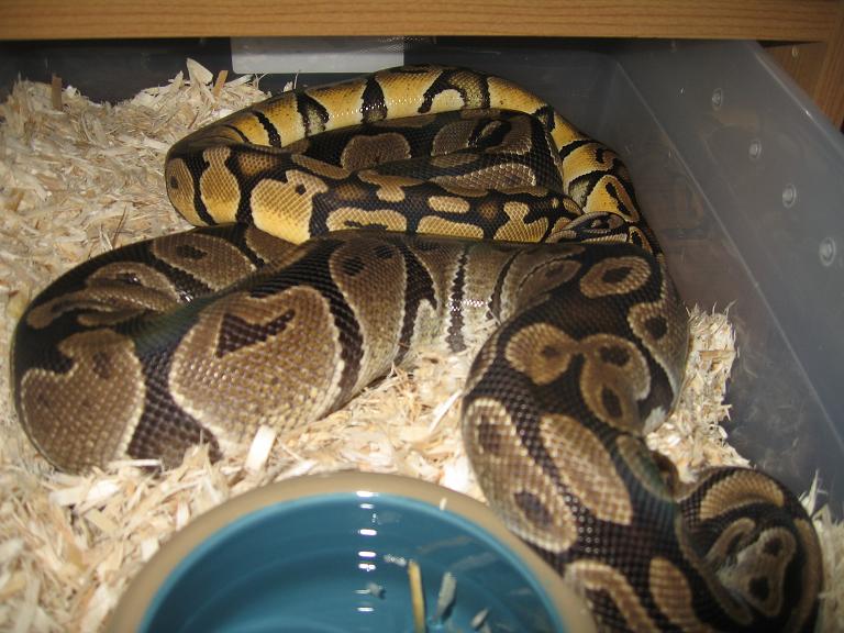 Some Pastels Breeding