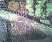 Tats House