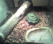 Tats House
