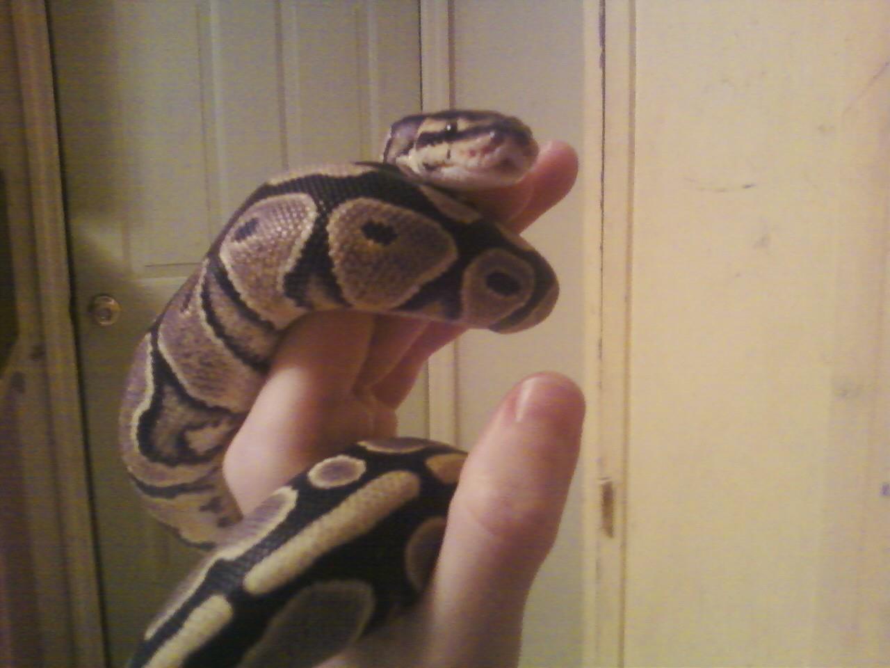 hello jake