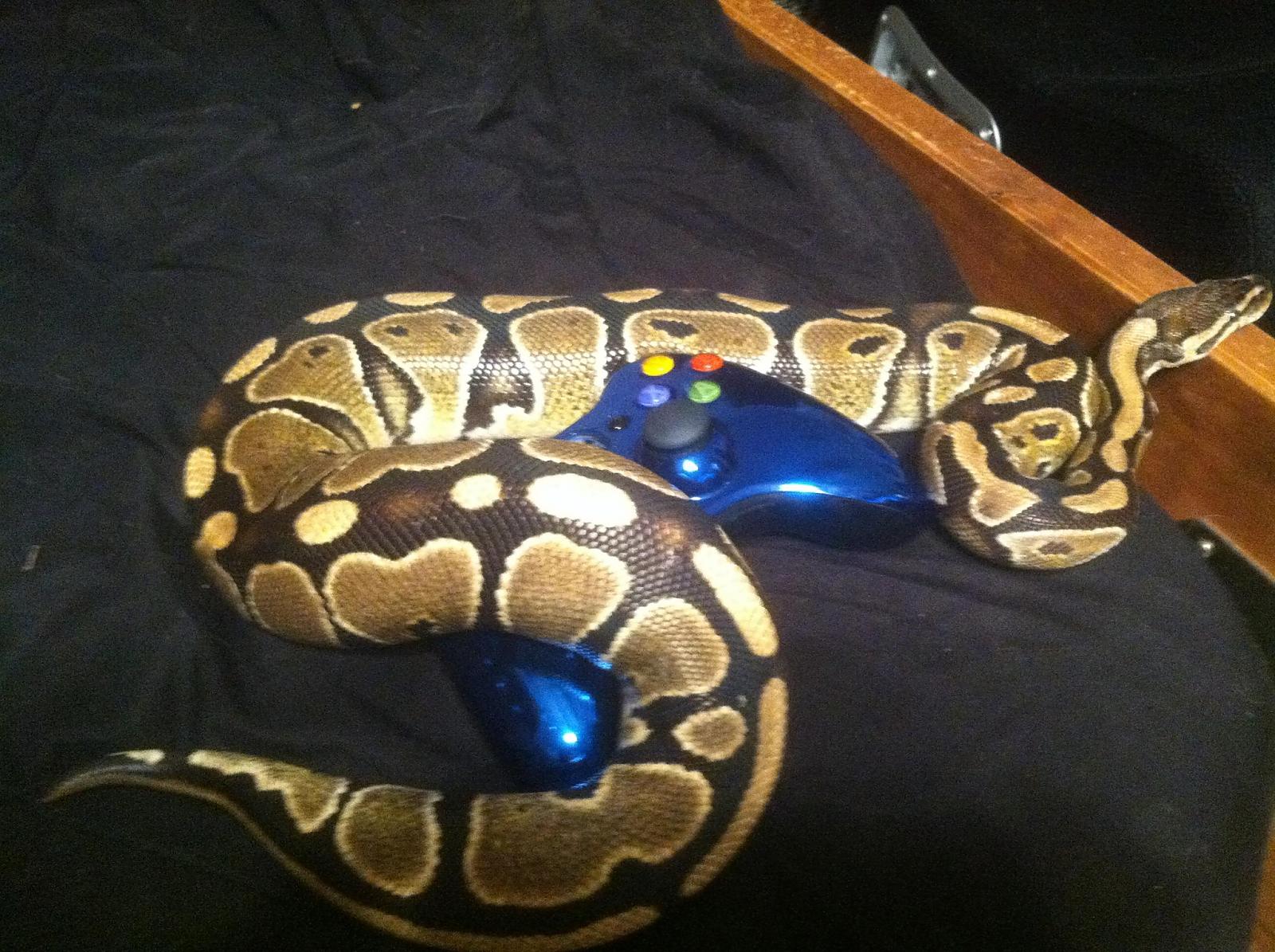 Gamer Python