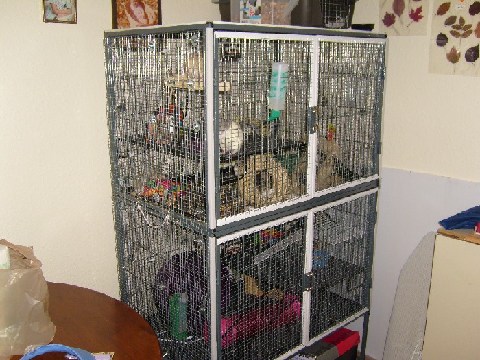 Rat cage