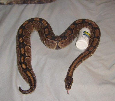 Het Albino Female