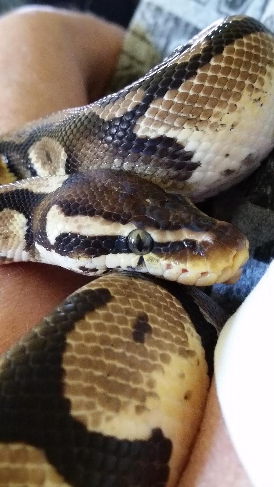 Haku