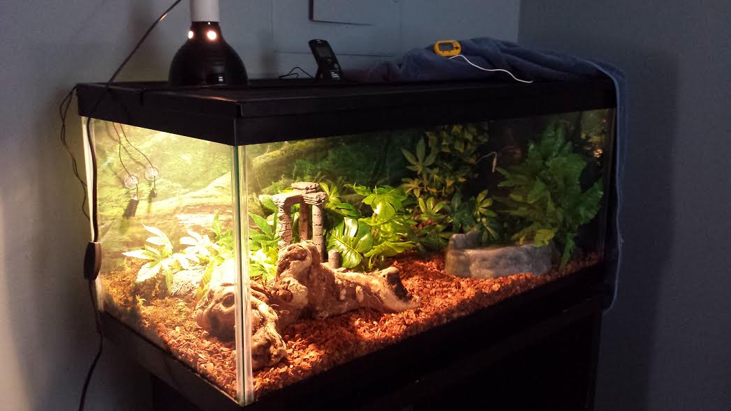 Abner the Ball Python's new 40 gal. tank.