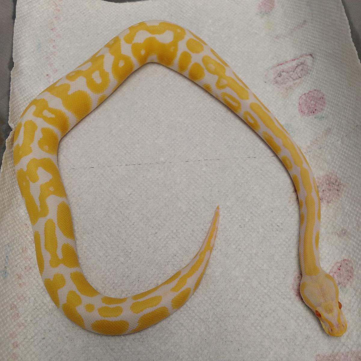albino pastel 1