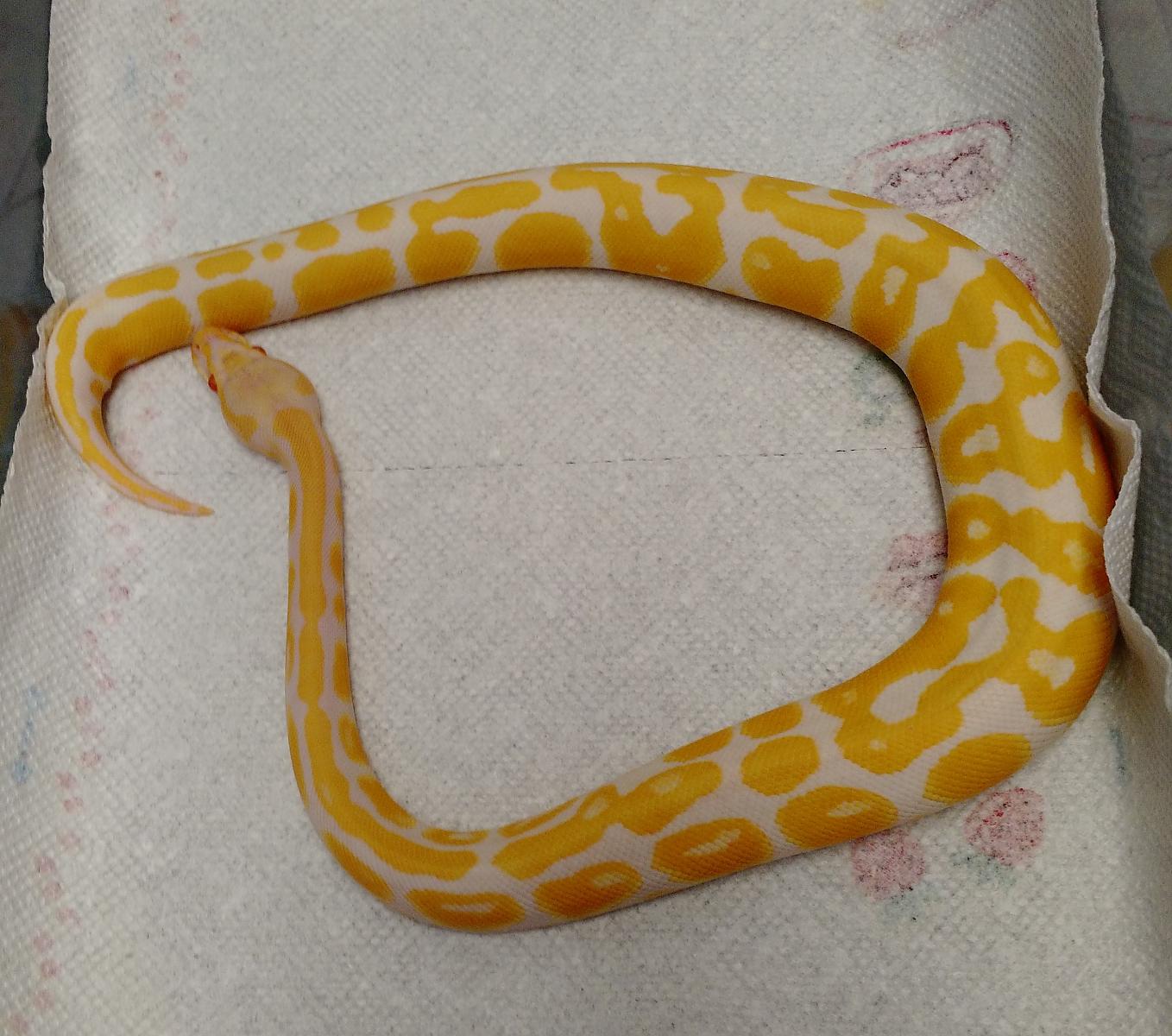 albino pastel 2