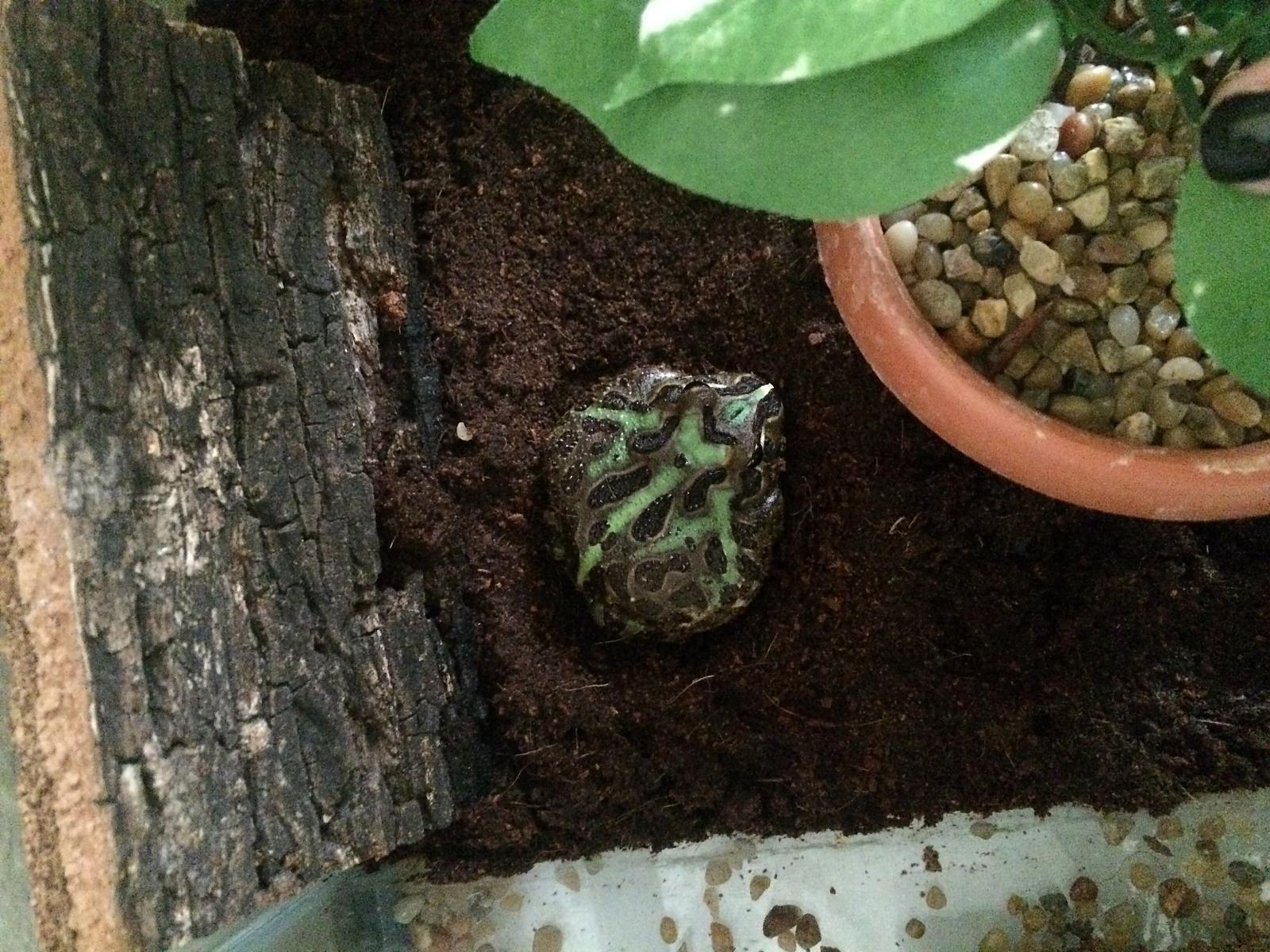 My normal green Pacman frog