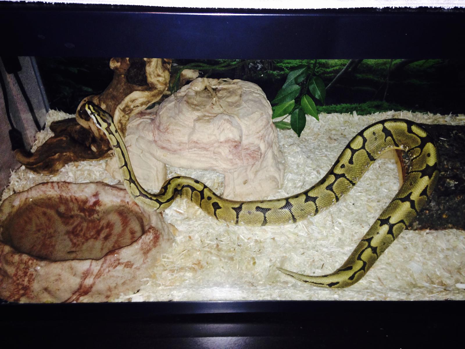 Ekans & Upala