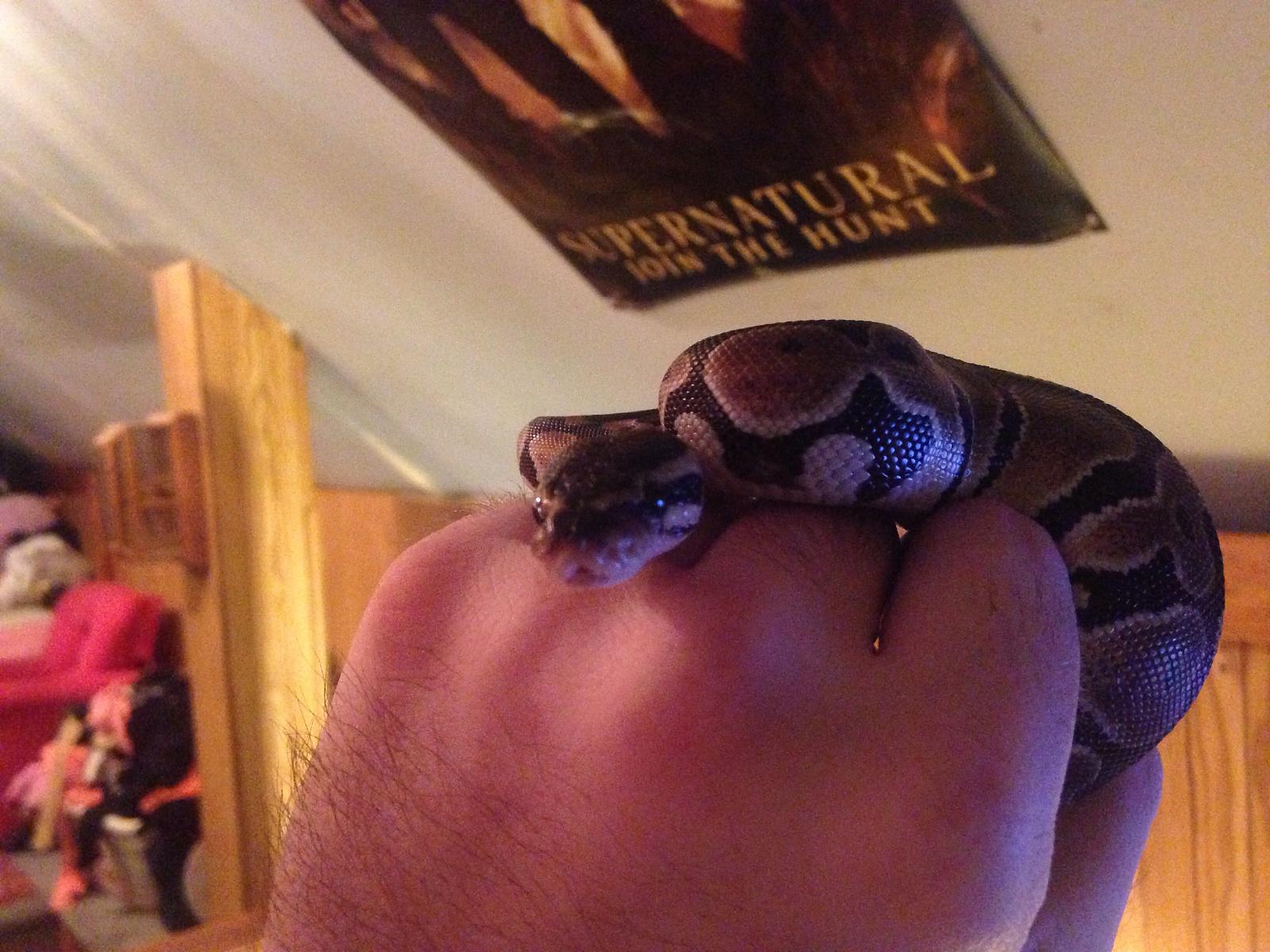 My new snake crowley