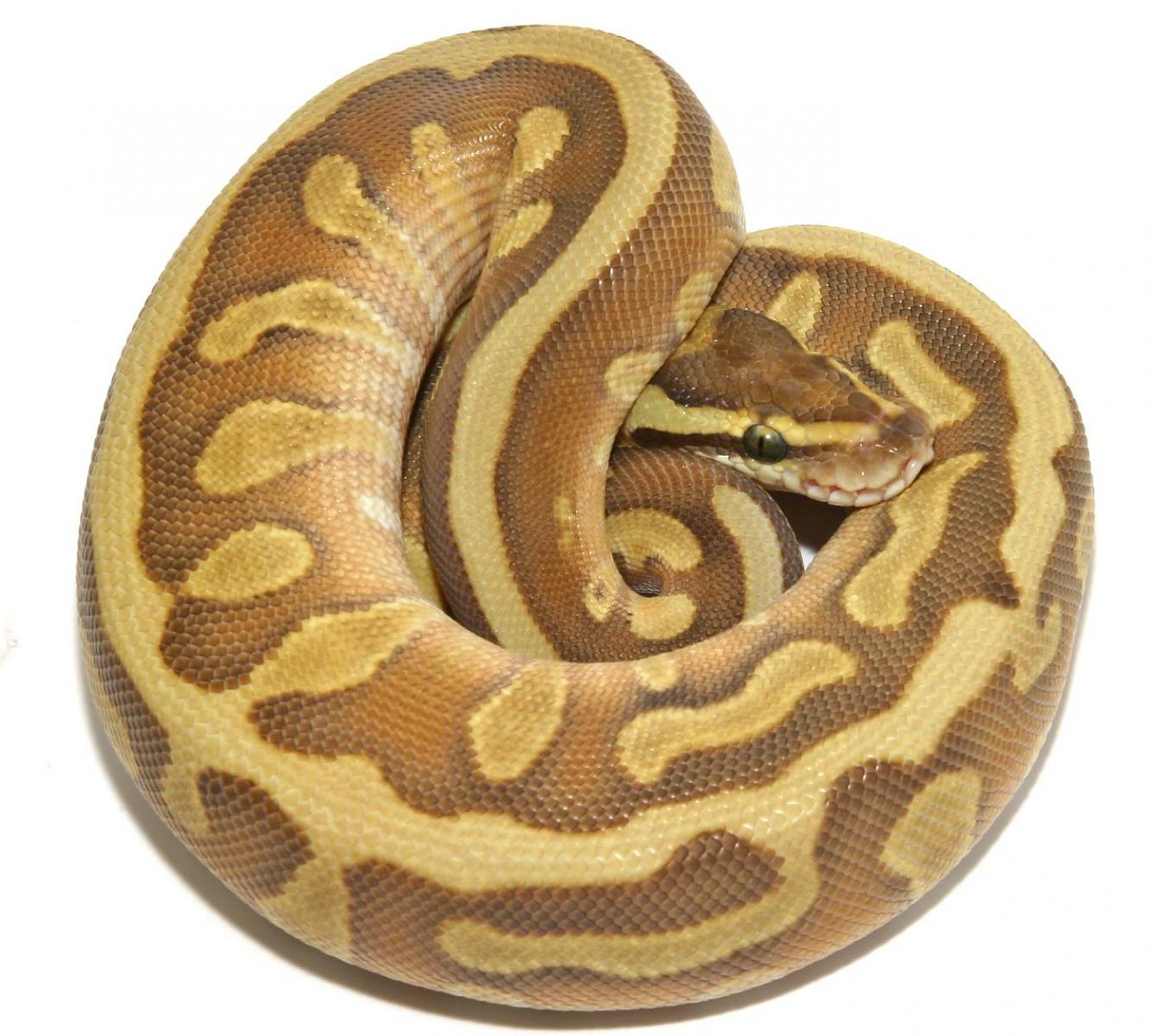 Ball Pythons