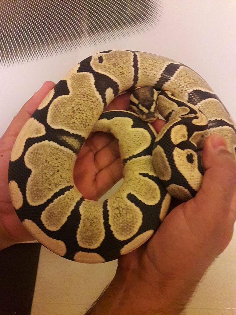 Ball Pythons