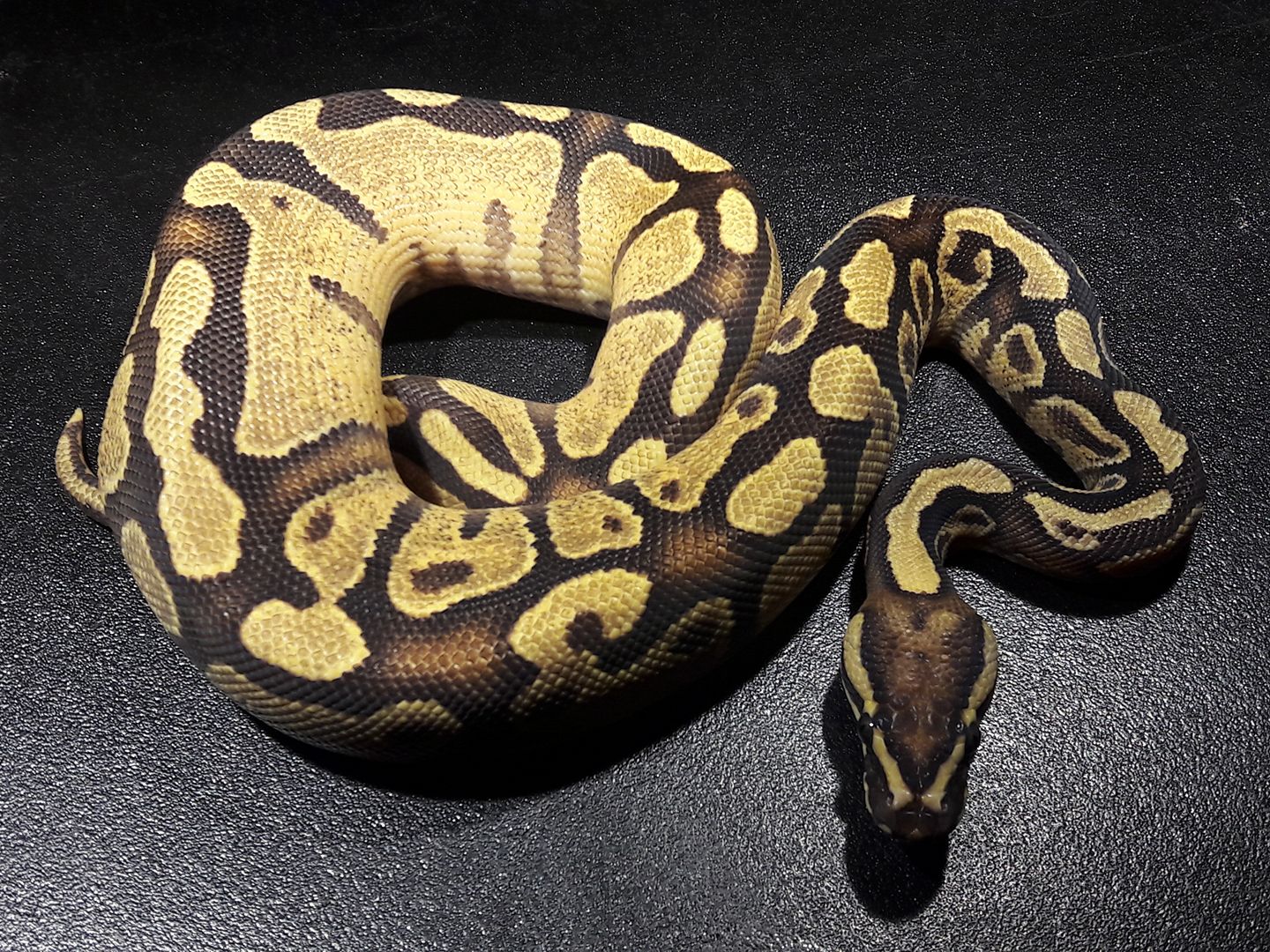 Ball Pythons