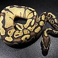 Ball Pythons