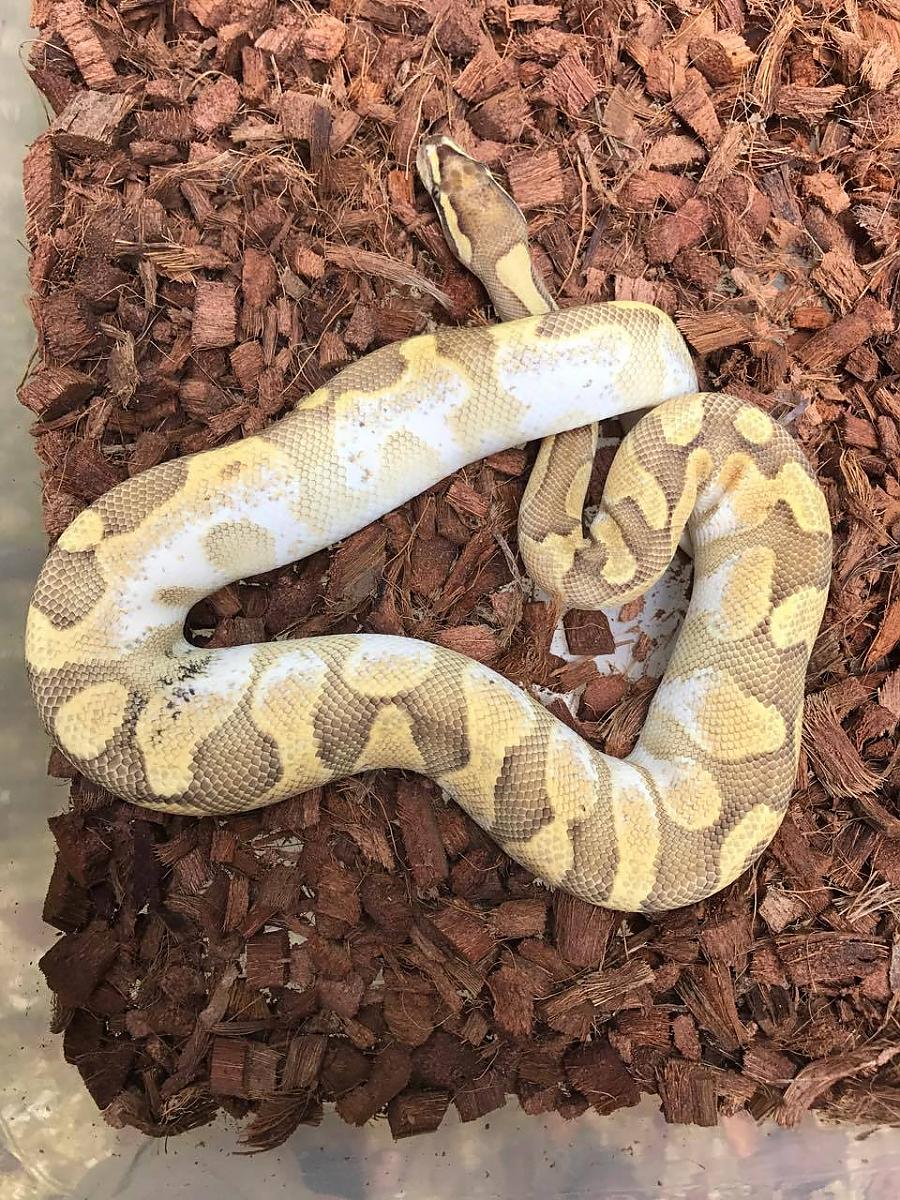 Ball Pythons