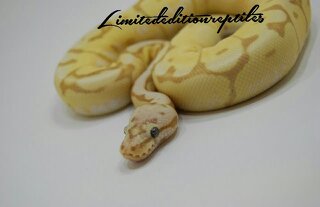 Coral Glow Stinger Bee - Ball-Pythons.Net Gallery