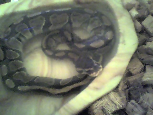 Tat Soaking For the second shed!