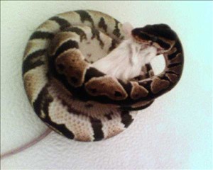 Tat Ending Her Hunger Strike!!