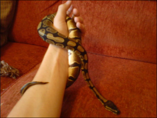 most recent pic ( she in shed atm )